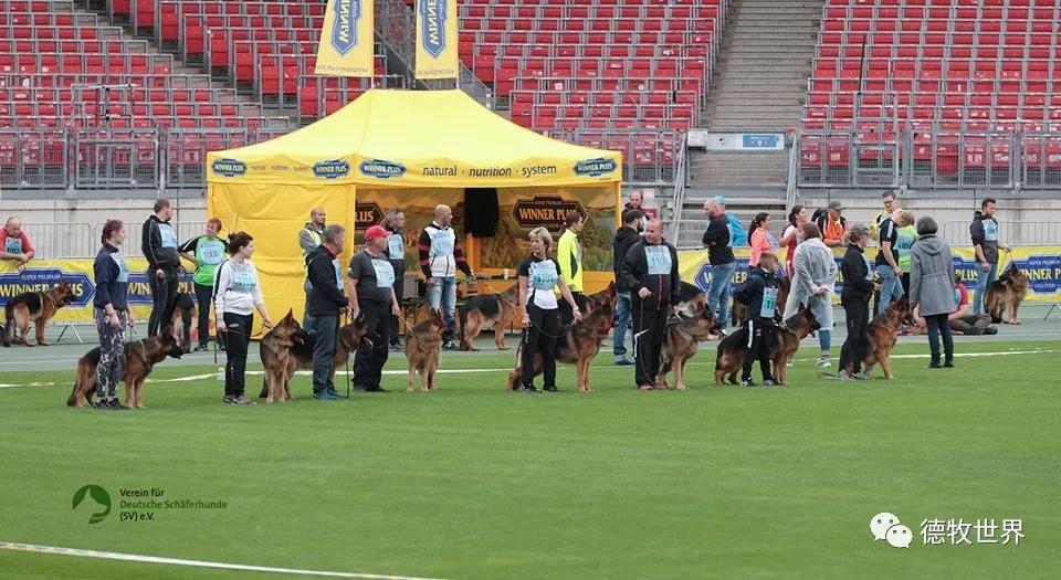  尤文图斯新人 九游官网首页